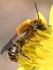 Osmia brevicornis